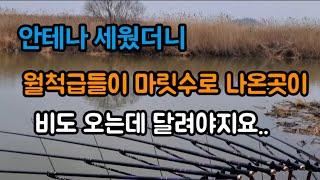 월척급들이 마릿수로 나왔다구요 그럼달려야죠. #붕어낚시 #붕어