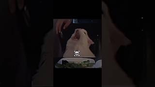 CATS  #cat #edit #capcut #tiktok #dj #phonk #music #viral #memes #trending #edits