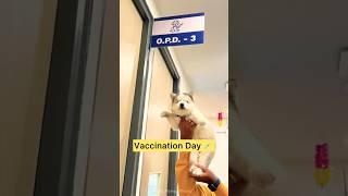 Vaccination Day #dog#doglovers#dogoftheday#husky#pets#viralvideo#youtubeshorts#instagram#puppy