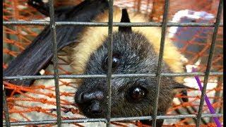 Senior Flying-Foxes eat banana on their "trampoline": Walter and Teddy