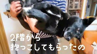 お姫様抱っこがお気にいりの娘犬・わかば(7/20撮影)