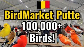 The Largest Bird Market in Belgium – Vogelbeurs Putte 17-11-2024 #Vogelmarkt #BirdMarket #Vogelbörse