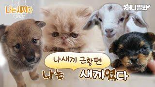 We Were Babies [SBS Animal I’m A Baby Special Episode]