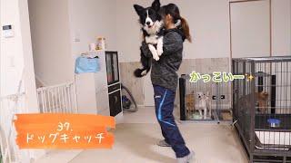 42種類の芸をする犬【しつけ・トリック】ボーダーコリーこゆき