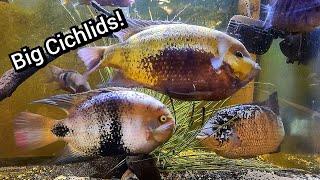 Large Central American Cichlids