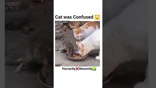 Humanity Meowity