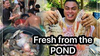 HARVEST TILAPIA sa Farm..