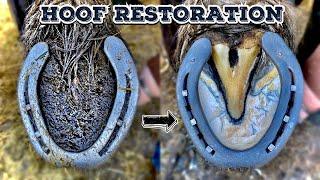 SHIRE HORSE - HOOF RESTORATION - HUGE FEET