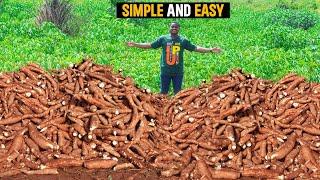 How To Start a Cassava Farm As a BEGINNER in Ghana | Harvest In LESS than 6 MONTHS - DETAILED STEPS!