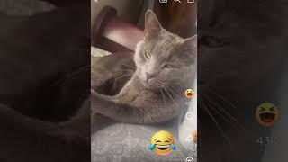 Making licking sounds when my cat grooms! (REMIX) LOL