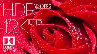 WORLD MOST BEAUTIFUL FLOWERS IN 12K HDR 240fps DOLBY VISION with Instrumental Music