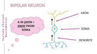 NEUROSCIENCE: STRUCTURAL TYPES OF NEURONS – UNIPOLAR, BIPOLAR, MULTIPOLAR, PSEUDO-UNIPOLAR