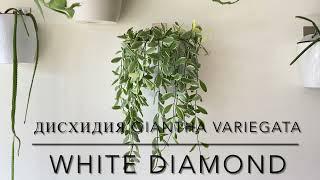 ДИСХИДИЯ OIANTHA VARIEGATA ‘WHITE DIAMOND’ [Краткий видео обзор]