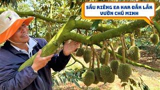 KÍ SỰ NHÀ NÔNG - SẦU RIÊNG EA KAR ĐẮK LẮK VƯỜN CHÚ MINH TRÁI 15-30 NGÀY