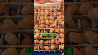 새우를 배달하는 특이한 방법