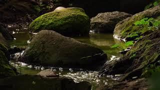  Green Moss Stones Flowing Stream Nature Zen VJ Loop Video Background