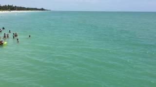 Dolphin Swims Near People at the Naples Pier!