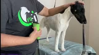 Grooming The Smooth Fox Terrier Episode 3