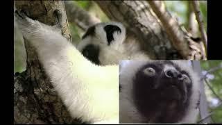 Sabías esto de los Lemurs Madagascar?