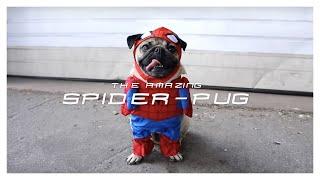 SPIDER-PUG - Doug The Pug