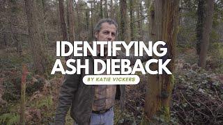 How to identify Ash Dieback