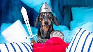 The Lord of the Pillow Fort! Cute & funny dachshund dog video!