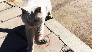 The stray cat's claws were broken, Screams were hoarse, running desperately for help