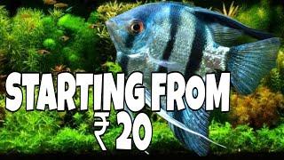 Angelfish Prices In India | Cheapest Price Of High Quality Angelfish | Prathmesh Aquatics