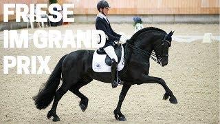 Friesenhengst in der internationalen Dressur  | Ein sanfter Tänzer | Horses & Dreams