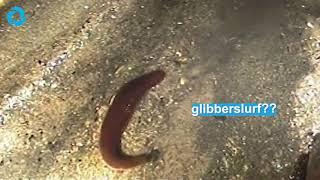 RIOOLJOURNALISTIEK: zeemeeuw in het riool? Salamander? Wormen? En wat is dit voor mysterieus beest??