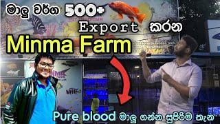 ලංකාවේ හදන මාළු Export කරන්නේ කොහොමදක්ශේත්‍රයේ  ප්‍රවීනයගෙන් දැනගමු️| Minma Farm Aquarium Tour