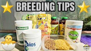 Bird Vitamins and Supplements for breeding and overall health