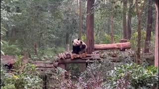 花花-成都大熊猫保护基地