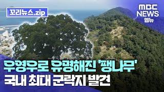 꼬리뉴스.zip | 국내 최대 팽나무 숲 발견..제2의 우영우 나무 되나 | 뉴스모음집