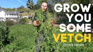 Get Your Soil Biology Going with Vetch - A Highly Productive Garden Cover Crop