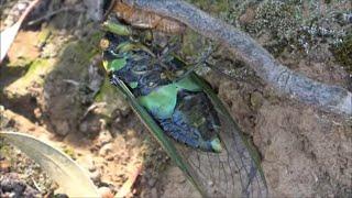 Australian Cicada - Rare Only 3 Found World-Wide!