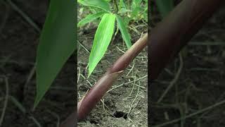 WATCH THIS BEFORE BUYING BAMBOO | Clumping Bamboo vs Running Bamboo #Shorts