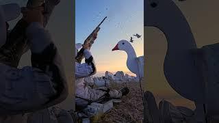 Snow Goose Hunt Claudio Ongaro #benelli #hevishot  #duckhunting #goosehunting @Cabela-s