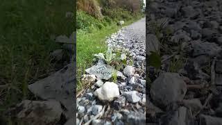 beautiful view of stone. #viral #uttarakhand #shortvideo