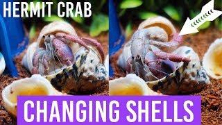 Hermit Crab Changing Shells | On Camera | Lori's Hartland