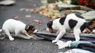 Toy Fox Terrier Puppies For Sale