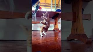 Kitty Kimchi playing around #kitten