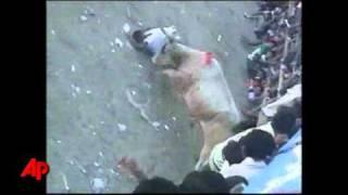 Raw Video: Bulls Attack Amateur Bullfighters