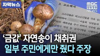 [자막뉴스] "일부 주민에게만 채취권 줬다" '금값' 자연송이 채취권 두고 마을 갈등 / 20230524