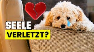 10 Häufige Fehler, die deinem Hund mental schaden (ohne dass du es merkst)