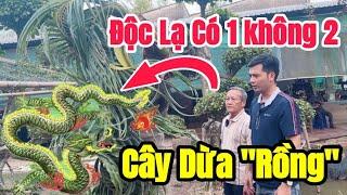 Ông lão nông rao bán cây dừa HÓA RỒNG UỐN LƯỢN tiền tỷ CÓ 1 KHÔNG 2