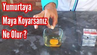  YUMRURTAYA YAŞ MAYA EKLERSENİZ........?