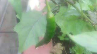 Chili pepper Khorshani #SpiceFruit#Flora #Fauna #Plant #Flower #Video #YoutubeVideo #YTVideo #Nature