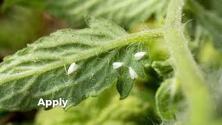 How to Control whiteflies in Tomato 