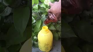 Simplest way to make money plant bushy in water!